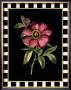 Besler Pink Peony Iv by Basilius Besler Limited Edition Print