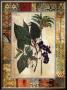Garden Tropicalismo Ii by John Douglas Limited Edition Pricing Art Print