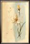 Antique Flowers I by Paul Hargittai Limited Edition Print