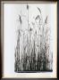 Garden Prairie I by Verbeek & Van Den Broek Limited Edition Print