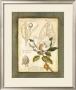 Great Flowered Magnolia by Tina Chaden Limited Edition Print