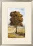 Tree by Paolo Grossi Limited Edition Print