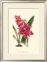 Amaryllis Blooms Iii by Van Houtteano Limited Edition Print