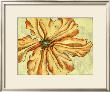 Blooming Beauties Vi by Nancy Slocum Limited Edition Print
