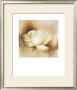 White Rose I by Betty Jansma Limited Edition Pricing Art Print