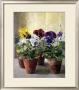 Pansies In Flower Pots by J. Morley Limited Edition Print