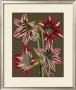 Lush Amaryllis Ii by Van Houtt Limited Edition Print