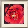 Spanish Rose by Jennifer Harmes Limited Edition Pricing Art Print