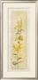 Garden Delight:Chrysantuemum by Julia Bonet Limited Edition Pricing Art Print