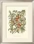 Peach Tree Branch by Henri Du Monceau Limited Edition Print