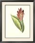 Tropical Canna Iii by Van Houtt Limited Edition Pricing Art Print