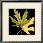 Tandem Leaves Iv by Jennifer Goldberger Limited Edition Print