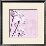 Pastel Lace I by Kate Knight Limited Edition Print