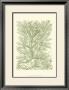 Mossy Branches Iii by Henri Du Monceau Limited Edition Print