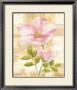Rose Anemone by Rian Withaar Limited Edition Print