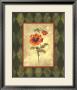 Poppy Ii by Stephanie Marrott Limited Edition Pricing Art Print