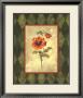 Poppy Ii by Stephanie Marrott Limited Edition Print