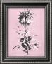 Dussurgey Imperiale On Pink by Dussurgey Limited Edition Pricing Art Print