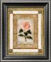 Camellia by Gloria Eriksen Limited Edition Print