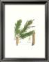 Weymouth Pine Tree by John Miller (Johann Sebastien Mueller) Limited Edition Print