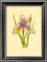 Iris Bloom Vii by M. Prajapati Limited Edition Print