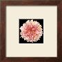 Orange Dahlia by Linda Mcvay Limited Edition Print