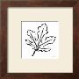 Fig Leaf by Paul Desny Limited Edition Print