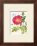 Wild Rose by Elissa Della-Piana Limited Edition Pricing Art Print