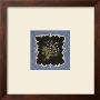 Silent Thyme by Jo Moulton Limited Edition Print