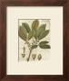 Fitch Leaves Iii by Walter H. Fitch Limited Edition Print