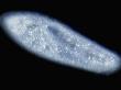 Paramecium Caudatum by Wim Van Egmond Limited Edition Print