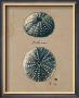 Vintage Linen Sea Urchin by Regina-Andrew Design Limited Edition Pricing Art Print
