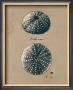 Vintage Linen Sea Urchin by Regina-Andrew Design Limited Edition Print