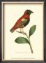 Crimson Birds I by Frederick P. Nodder Limited Edition Print