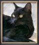 Black Cat Portrait by Robert Mcclintock Limited Edition Print