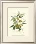 Ascolane Olives by Elissa Della-Piana Limited Edition Print