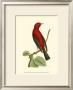 Crimson Birds Iii by Frederick P. Nodder Limited Edition Pricing Art Print