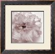 Blossom I by J.K. Driggs Limited Edition Print