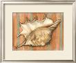 Shell On Stripes Ii by Laura Nathan Limited Edition Pricing Art Print