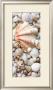 Shell Menagerie I by Rachel Perry Limited Edition Print