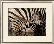 Young Zebra With Mother by Pete Oxford Limited Edition Print