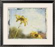 Blackeyed Susans Ii by Meghan Mcsweeney Limited Edition Pricing Art Print