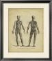 Anatomy Study Iii by Jack Wilkes Limited Edition Print