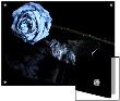 Dried Blue Rose And Leaf by I.W. Limited Edition Print