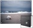 Shell At The Beach, Atlantic Ocean, Montauk, New York by R.K. Limited Edition Pricing Art Print