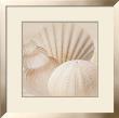 Shells Iii by Jan Lens Limited Edition Print