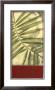 Regal Palm Ii by Jennifer Goldberger Limited Edition Pricing Art Print