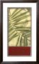 Regal Palm Ii by Jennifer Goldberger Limited Edition Print