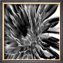 Contrasting Floral Iv by Jean-Francois Dupuis Limited Edition Print