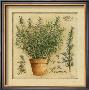 Herbes De Provence, Romarin by Pascal Cessou Limited Edition Print